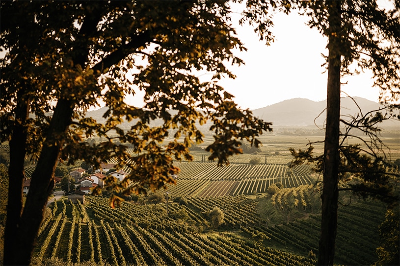 Heart-stopping landscape vineyards at the wine region called Brda in Slovenia are always a fairytale.